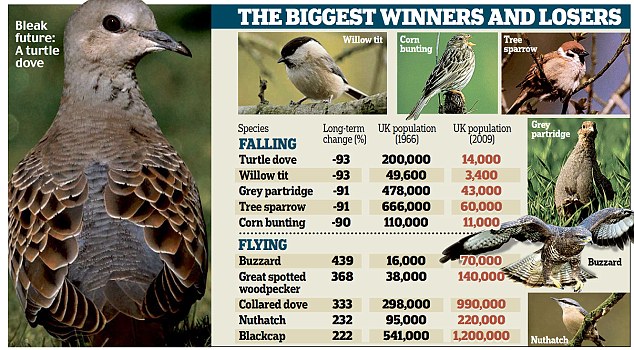 Endangered Birds