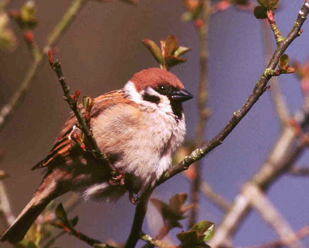 Sparrow