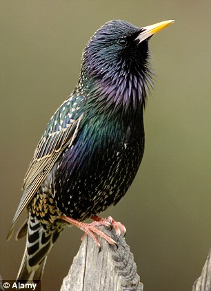 Starling